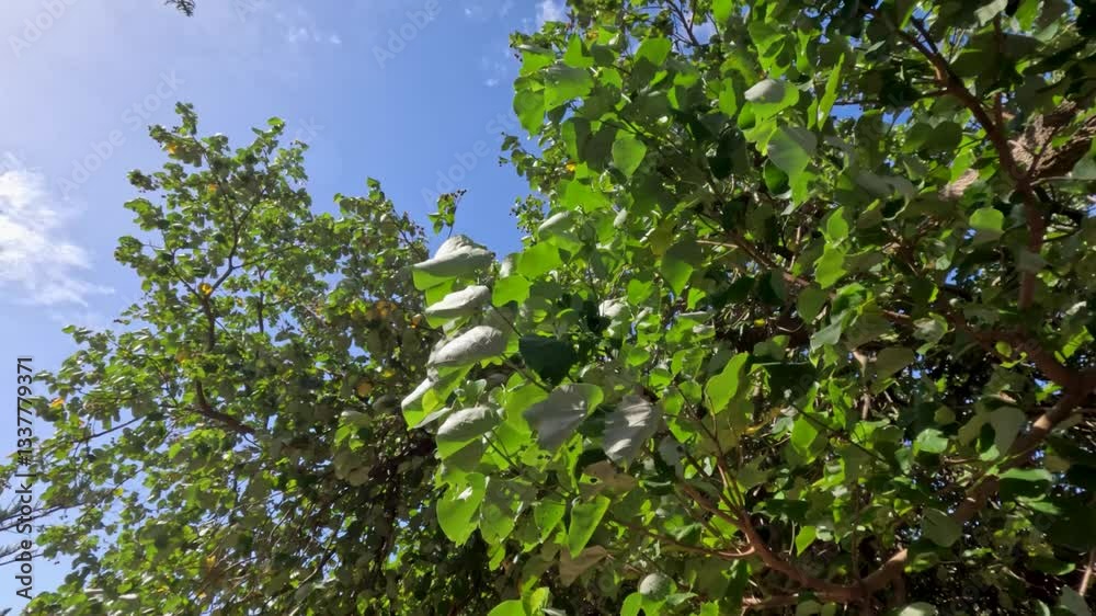 Trees Swaying in Strong Wind Trees Swaying in Strong Wind
