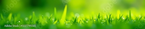 Close-up of morning dew drops on vibrant green grass in spring bokeh, drops, dew, spring