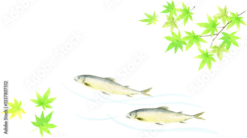 泳ぐ鮎と青もみじの水彩イラスト　
