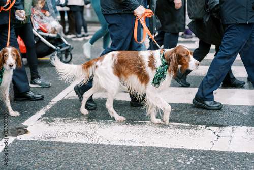Sticker Canada, Toronto - 16 march 2025: Saint Patrick Day Parade