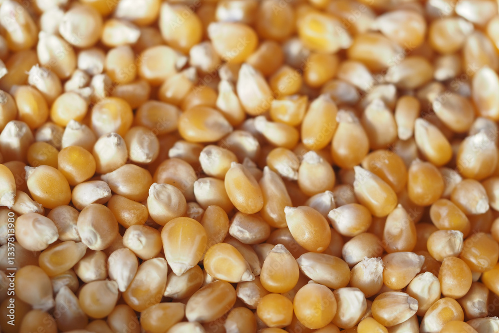 Fresh yellow corn kernels ready for cooking or snacking Fresh yellow corn kernels ready for cooking or snacking