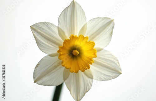 Close-up of daffodil flower with white petals, yellow center. Spring blossom bloom, floral nature, botany concepts. Single narcissus jonquil plant on clear light background. photo