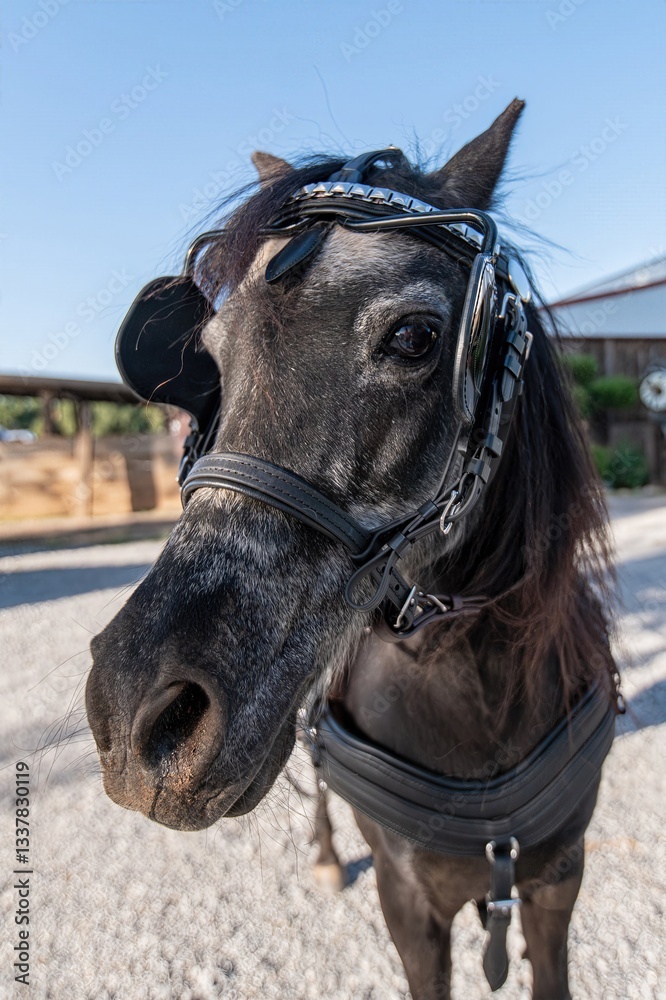 Obraz premium Black Horse in Harness: Close-up of a black horse in a harness, highlighting the detailed textures of the tack and the horse’s calm demeanor.