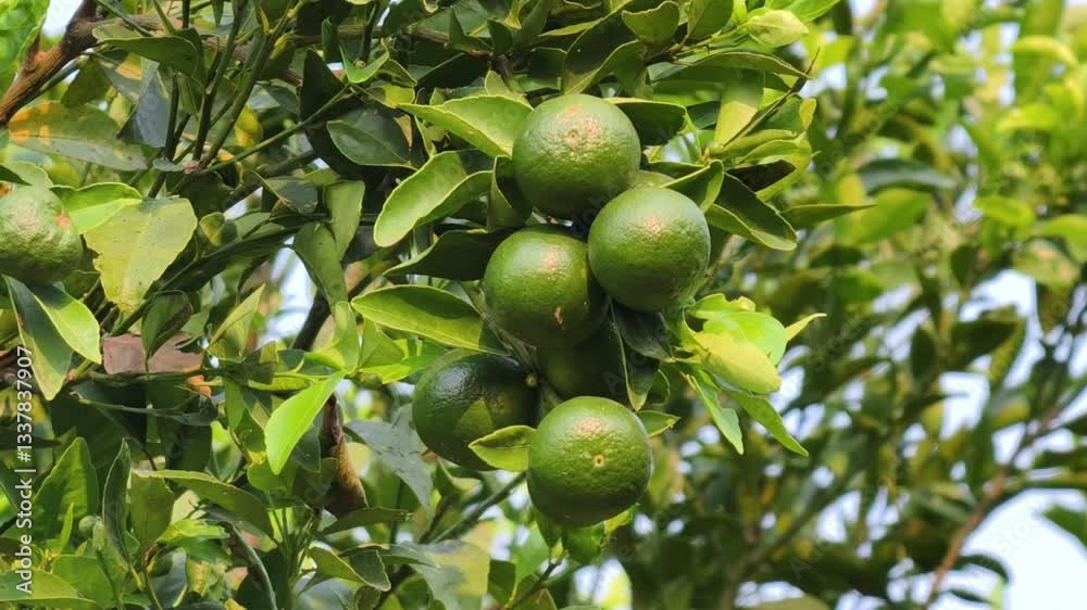 Young oranges on the tree Young oranges on the tree