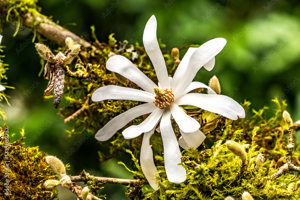 White Star Magnolia Blossom Flowering Tree Macro Blooming Macro.
