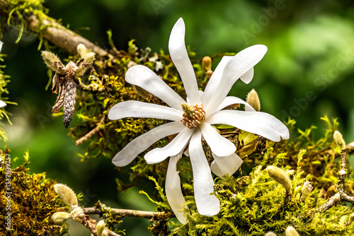 White Star Magnolia Blossom Flowering Tree Macro Blooming Macro.