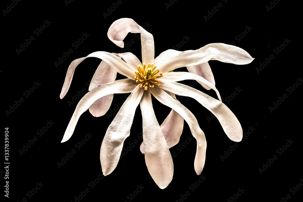 White Star Magnolia Blossom Flowering Tree Macro Blooming Macro.