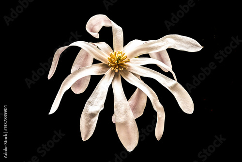Obraz na płótnie White Star Magnolia Blossom Flowering Tree Macro Blooming Macro. w salonie