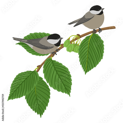 vector drawing branch of white elm tree with green leaves and seeds, Ulmus americana and birds, black-capped chickadee, hand drawn Poecile atricapillus and Ulmus americana