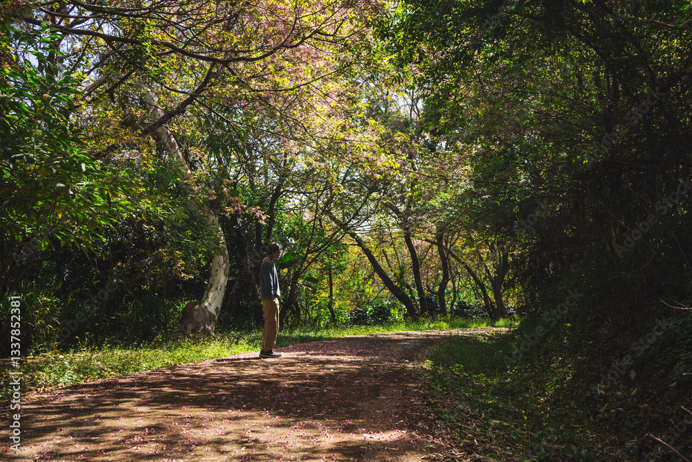 Fototapeta premium solo traveler in nature concept with asian man camping and sightseeing with pink cherry blossom tree in springtime season