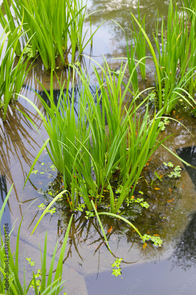 Fototapeta premium Leaves of Acorus calamus, also known as Sweet Flag, growing in water