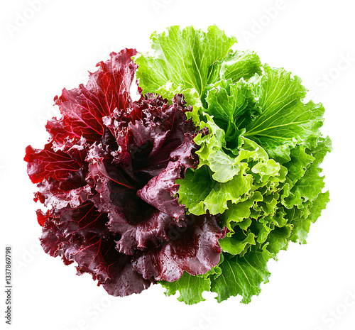 Fresh green and red leaf lettuce isolated on transparent background