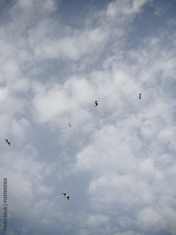 A serene sky filled with soft clouds creates a peaceful backdrop for several birds in flight. The image captures the essence of freedom and tranquility in nature. A serene sky filled with soft clouds creates a peaceful backdrop for several birds in flight. The image captures the essence of freedom and tranquility in nature.