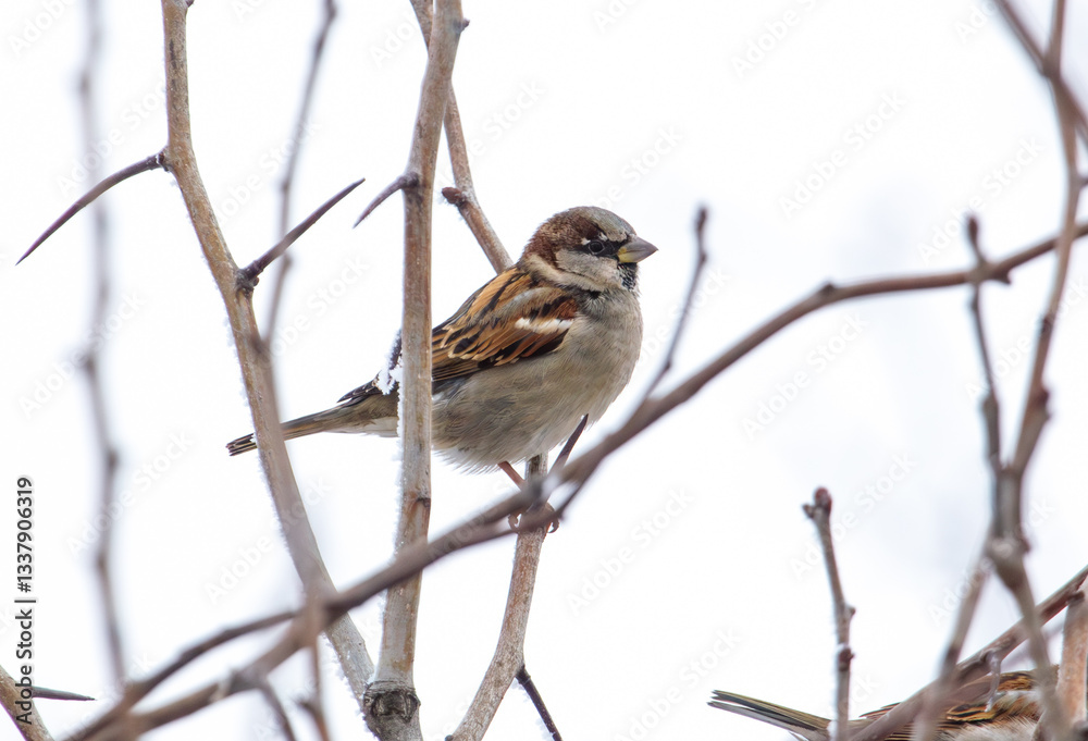 A small brown and white bird is perched on a branch A small brown and white bird is perched on a branch