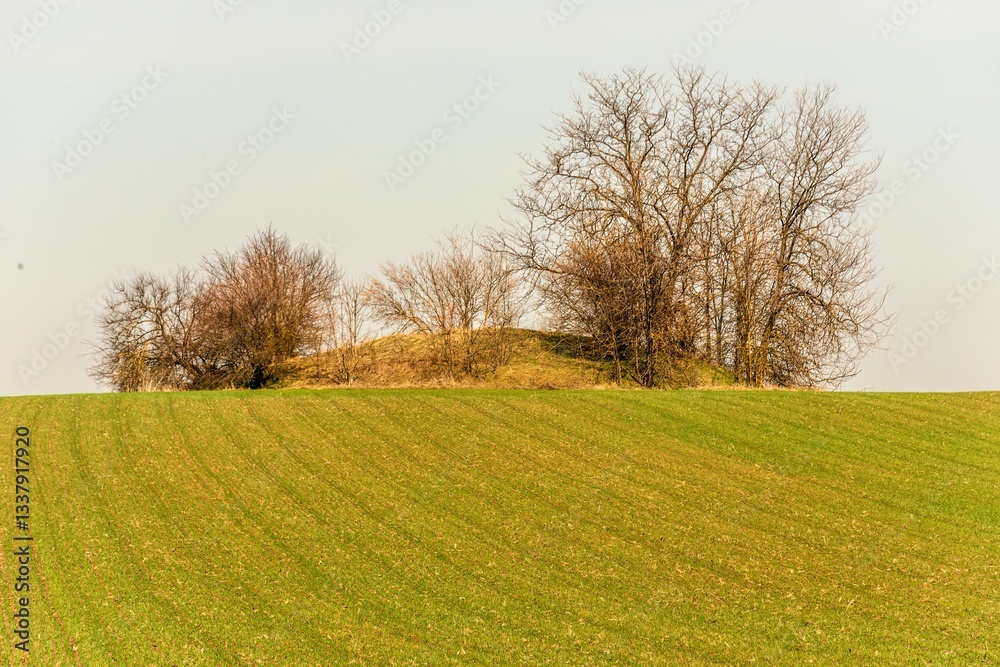 an ancient burial mound (burial site of a late Bronze Age chieftain), overgrown with trees, in the Kuban steppe surrounded by a green field on a sunny spring day an ancient burial mound (burial site of a late Bronze Age chieftain), overgrown with trees, in the Kuban steppe surrounded by a green field on a sunny spring day