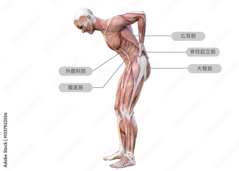 腰痛で腰を押さえる男性と筋肉の部位の名称のイラスト 全身横向き