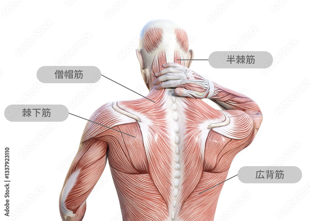 首こりで首を押さえる人体解剖図の男性と筋肉の部位の名称 上半身後ろ姿