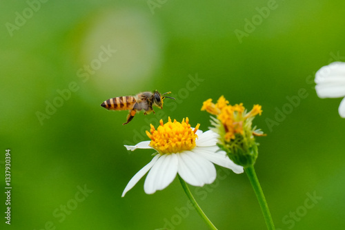 bee on a flower