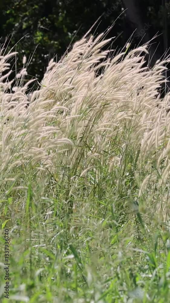 Windy Meadow Grass Swaying Windy Meadow Grass Swaying