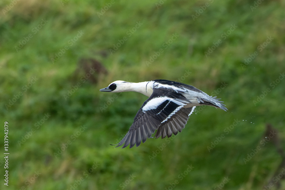 Smew, Mergellus albellus