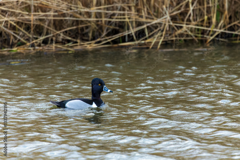 Ring-necked Duck, Aythya collaris