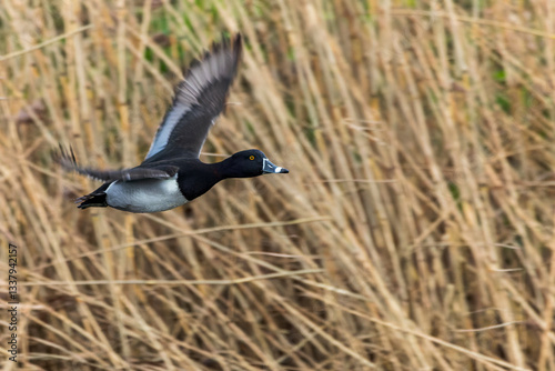 Ring-necked Duck, Aythya collaris