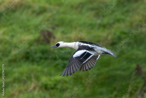 Smew, Mergellus albellus