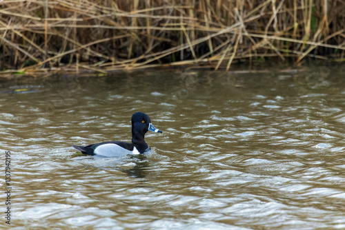 Obraz na płótnie Ring-necked Duck, Aythya collaris w salonie