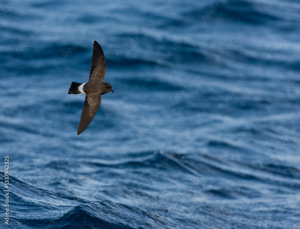 Gough Black-bellied Storm-Petrel, Fregetta tropica melanoleuca