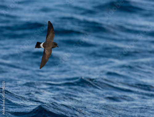 Obraz na płótnie Gough Black-bellied Storm-Petrel, Fregetta tropica melanoleuca w salonie