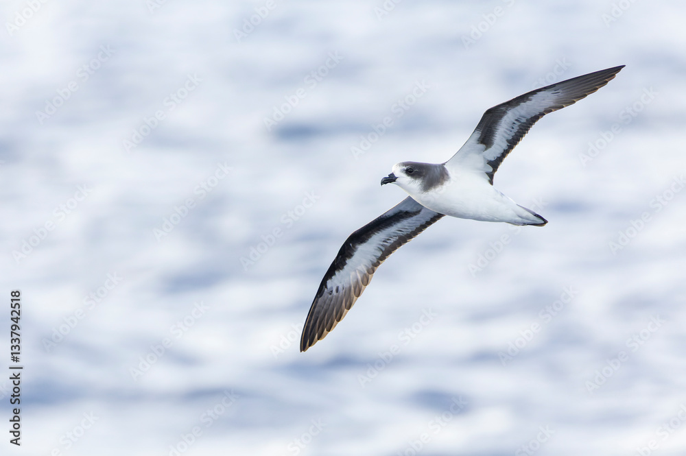 Bermuda Petrel, Pterodroma cahow