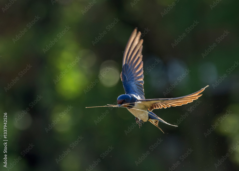 Barn Swallow, Hirundo rustica