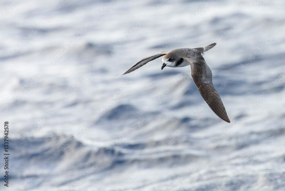 Bermuda Petrel, Pterodroma cahow