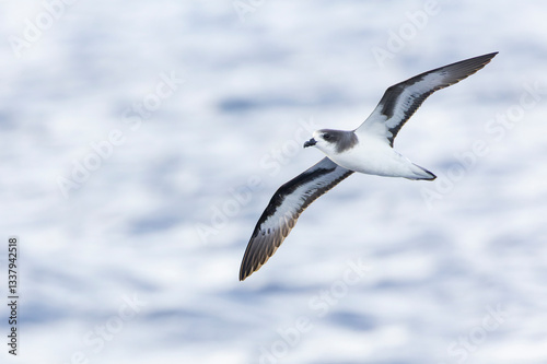 Obraz na płótnie Bermuda Petrel, Pterodroma cahow w salonie
