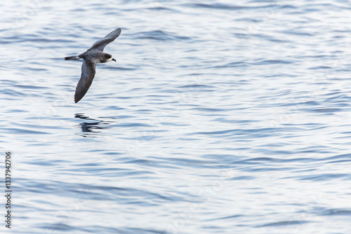 Obraz na płótnie Bermuda Petrel, Pterodroma cahow w salonie