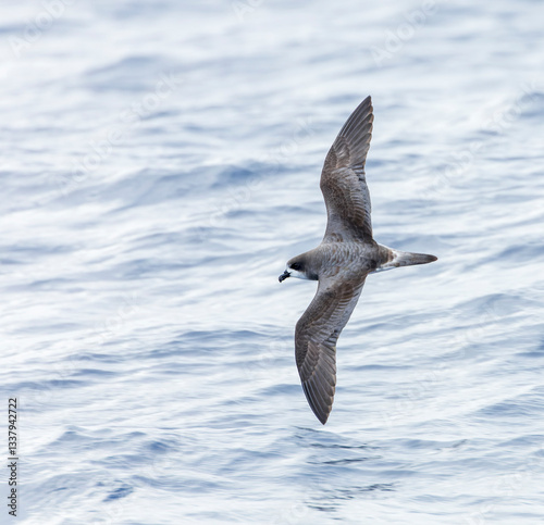Obraz na płótnie Bermuda Petrel, Pterodroma cahow w salonie
