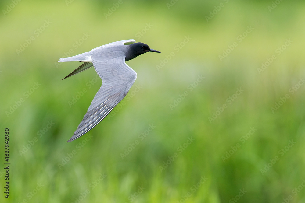 Black Tern, Chlidonias niger