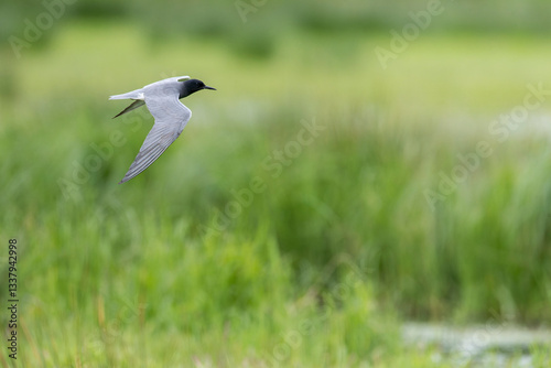 Black Tern, Chlidonias niger photo