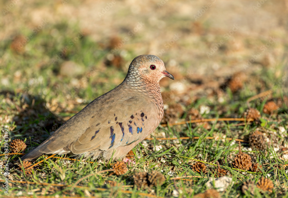 Common Ground Dove, Columbina passerina