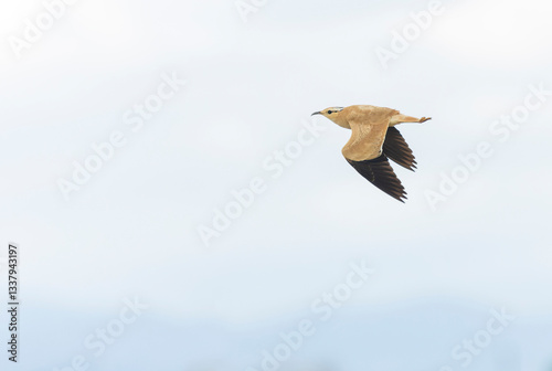 Cream-colored Courser, Cursorius cursor