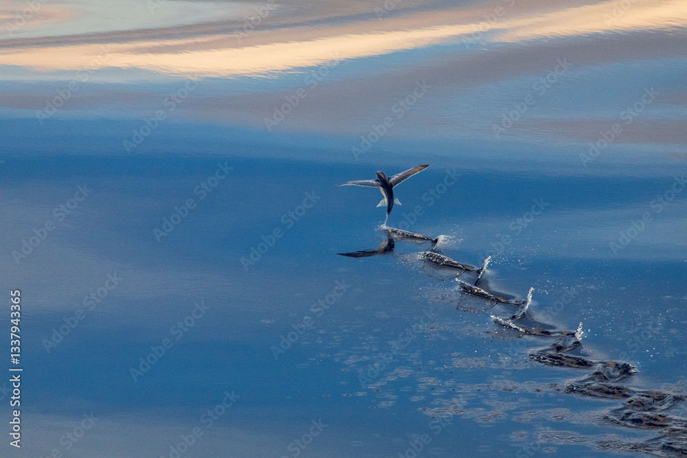Flying fish (Exocoetidae species)