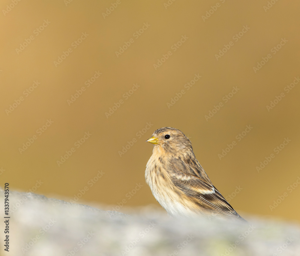 Twite, Carduelis flavirostris