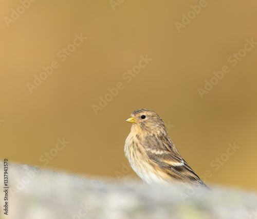 Obraz na płótnie Twite, Carduelis flavirostris w salonie