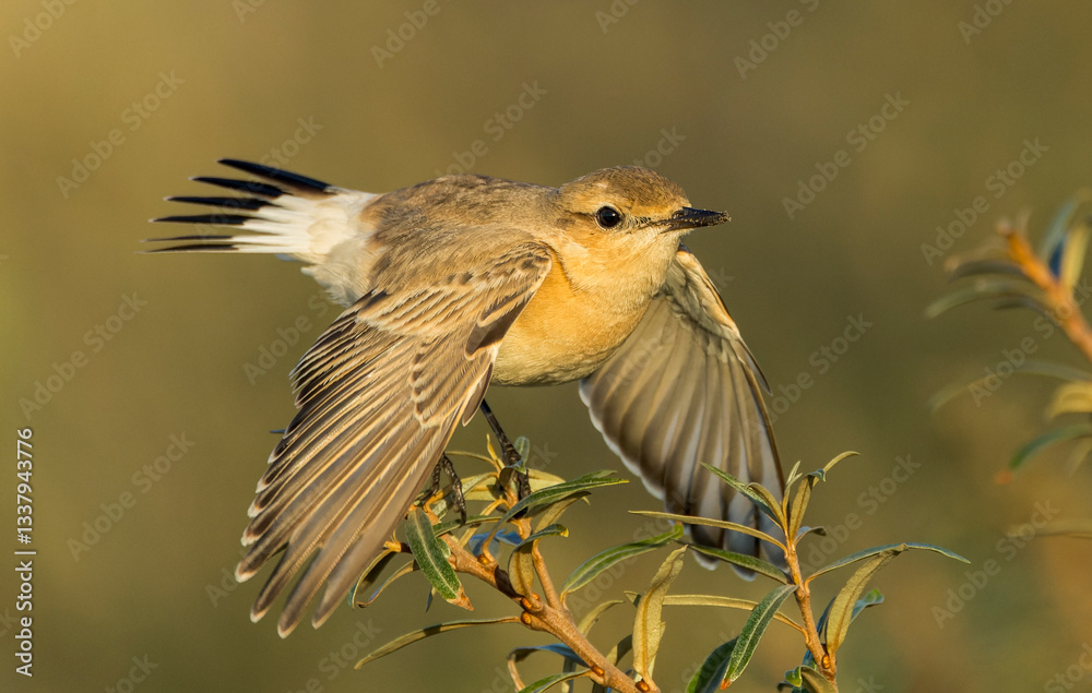 Isabelline Wheatear, Oenanthe isabelline