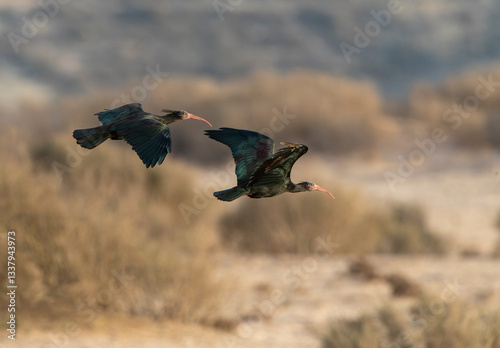Obraz na płótnie Northern Bald Ibis, Geronticus eremita w salonie