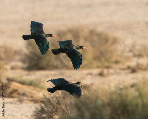 Obraz na płótnie Northern Bald Ibis, Geronticus eremita w salonie