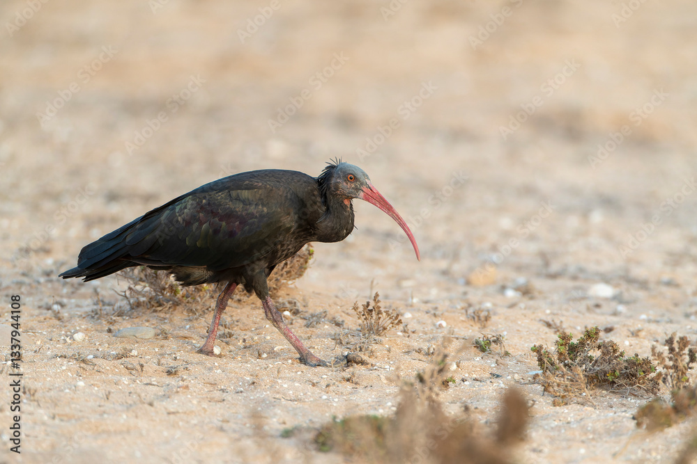 Northern Bald Ibis, Geronticus eremita