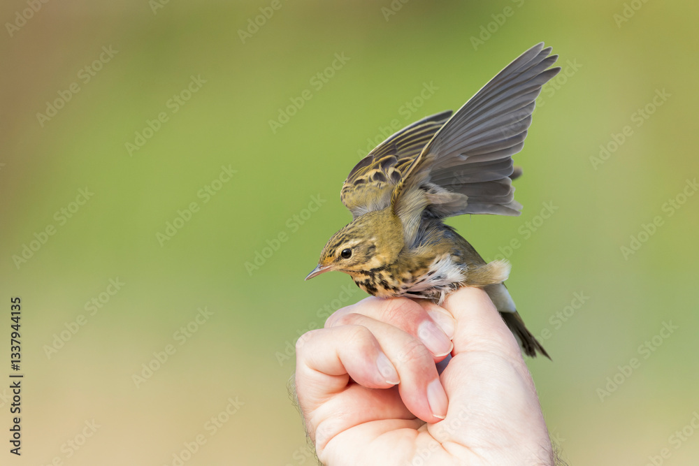 Olive-backed Pipit, Anthus hodgsoni