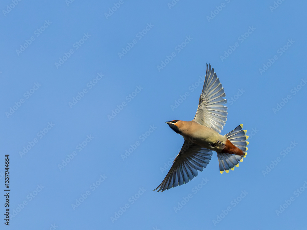 Bohemian Waxwing, Bombicilla garrulus