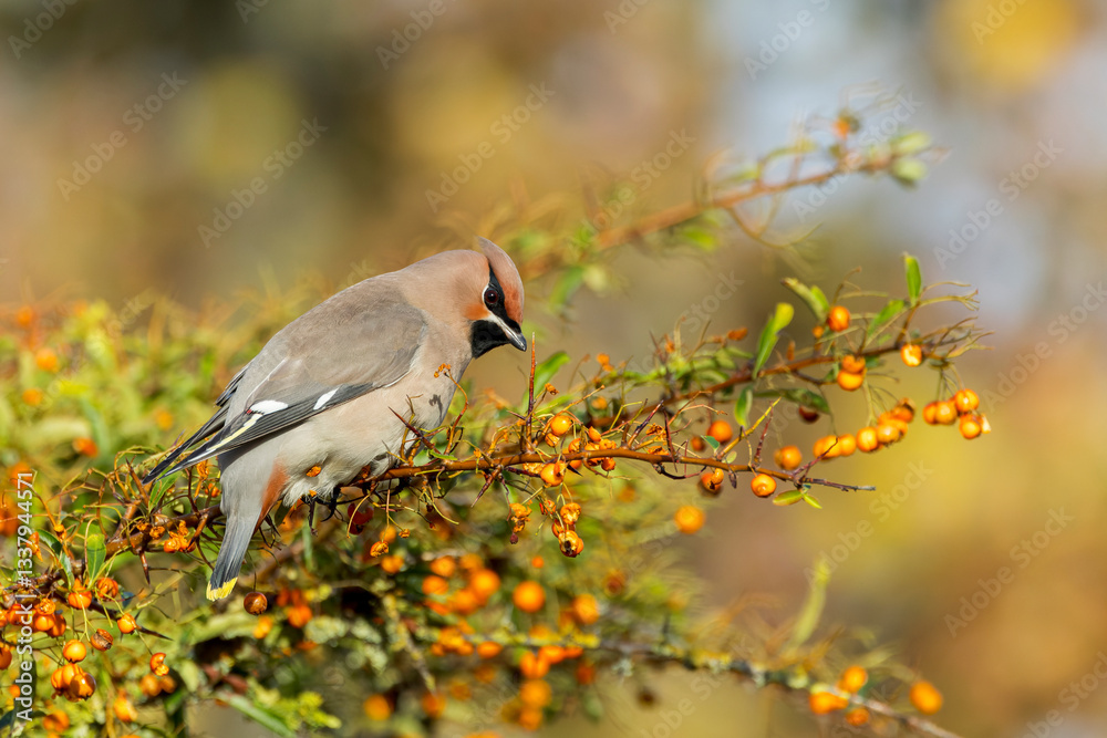 Bohemian Waxwing, Bombicilla garrulus